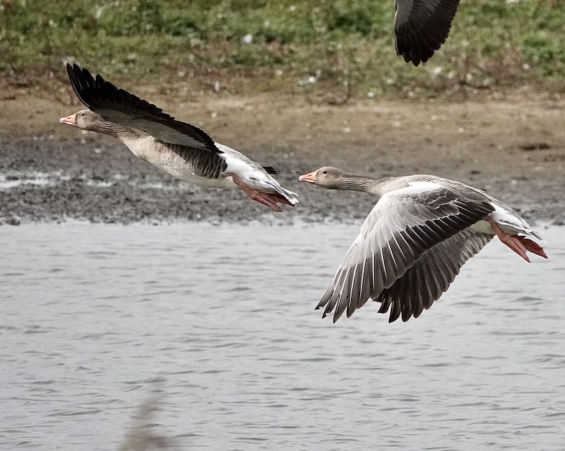 greylag geese